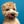 Cooper