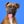 kortado.the.boxer