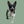 Pepper