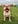 Cloe