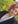 Jess