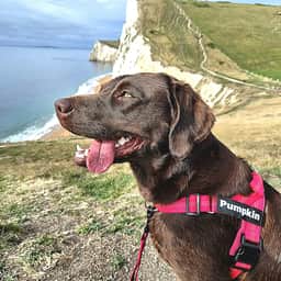 Pumpkin_thechocolatelab