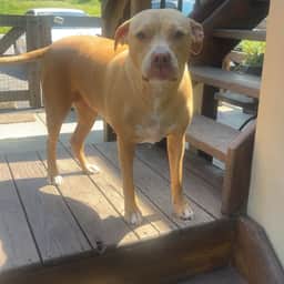 Dolly Mae