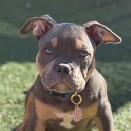 Mr Teds the Bully