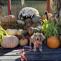 Lumi The Mini Doxie