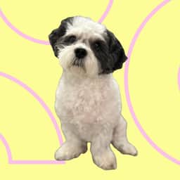 mr. paquito