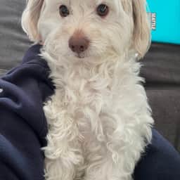 jasperinodog