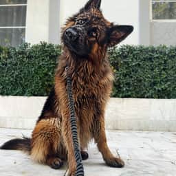 Apollo