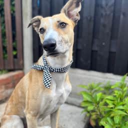 Oscar
