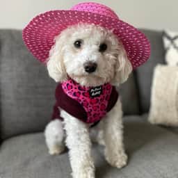 Joanne