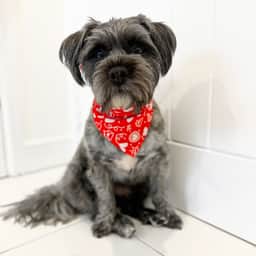 Albie