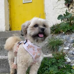 Benji