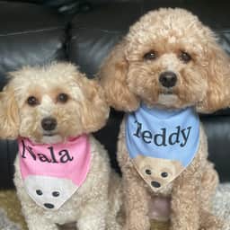 Teddyboy__nala_the cavapoochons