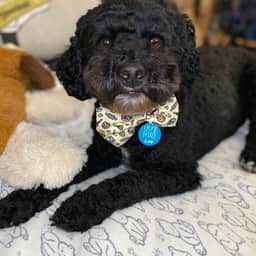 The Shoodle named Scamp
