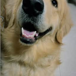 Bruno