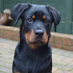 Frankie
