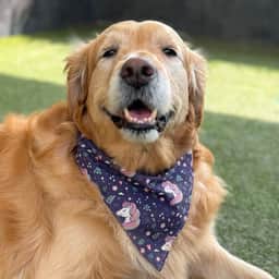 Bronson