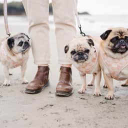 @PENZANCEPUGS