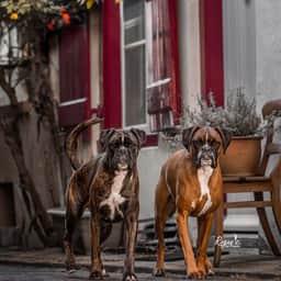 mick_and_jim_theboxers