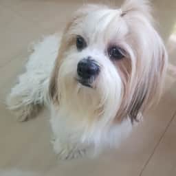 Tanvi