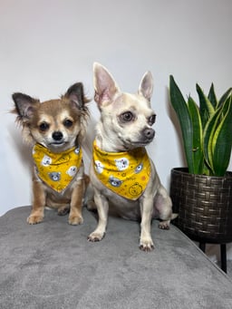 Peanut & Ted