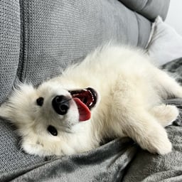 Sammy
