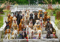 The Pack