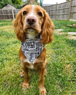 Hugo