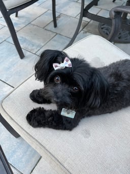 Phoebe