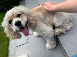 Cooper