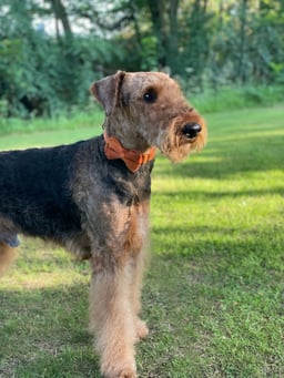Archie