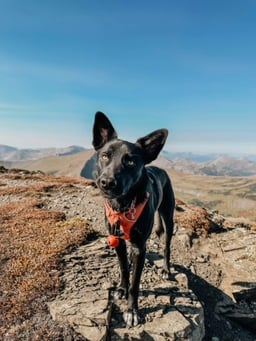 Ramona
