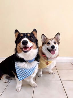 Nova & Astro