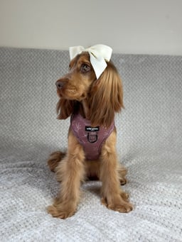 Rosie