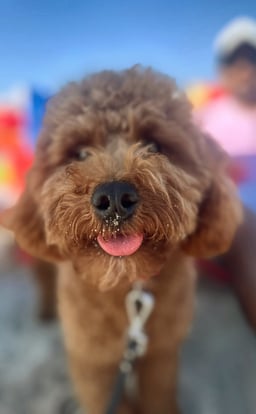 Teddy
