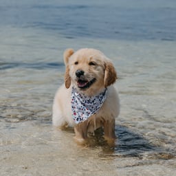 Charlie