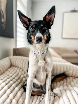 Gigi