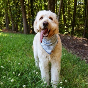 Alpharetta creator 2