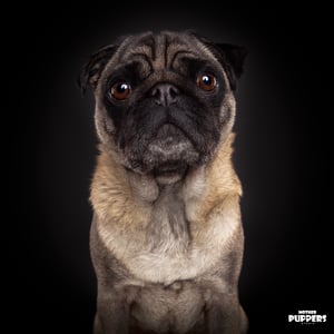 Breda creator 2
