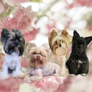 Johannesburg creator 1