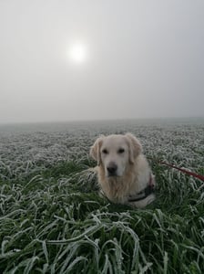 Tielt-Winge creator 1