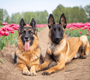 Creator 4 di Merelbeke