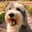 ruffothesheepadoodle