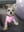 missymoo_chorkie