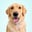 charliee_thegolden