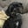 tippytheshihpoo