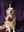 guidedogrose