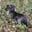wirehaired.winston