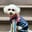 toypoodlekayser