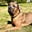 zeusbigdogreviews